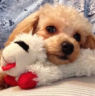 poodle-no-tear-stains